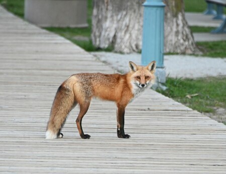 Mama fox surveying the boardwalk