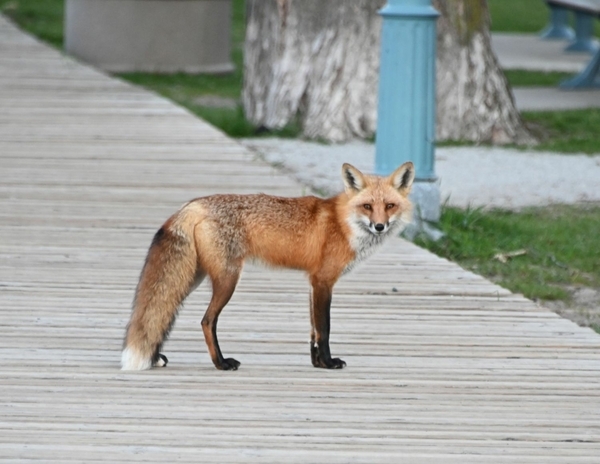 Mama fox surveying the boardwalk