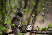 Squirrel feeds on emerging leaves