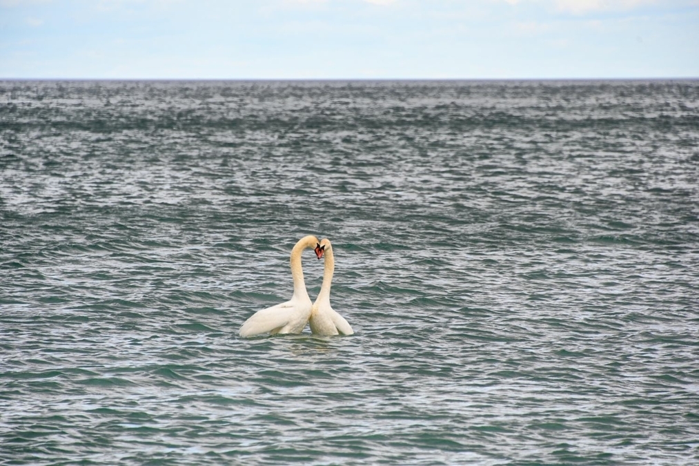 Swans in Love