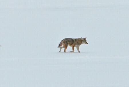 Coyote trudging across the snow