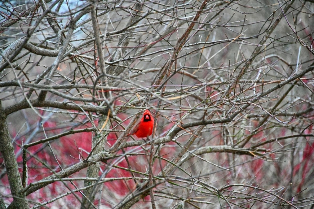 Red on Red