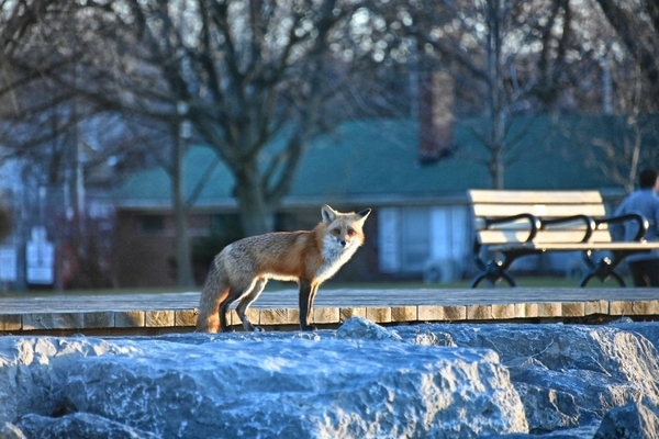 On the Lookout