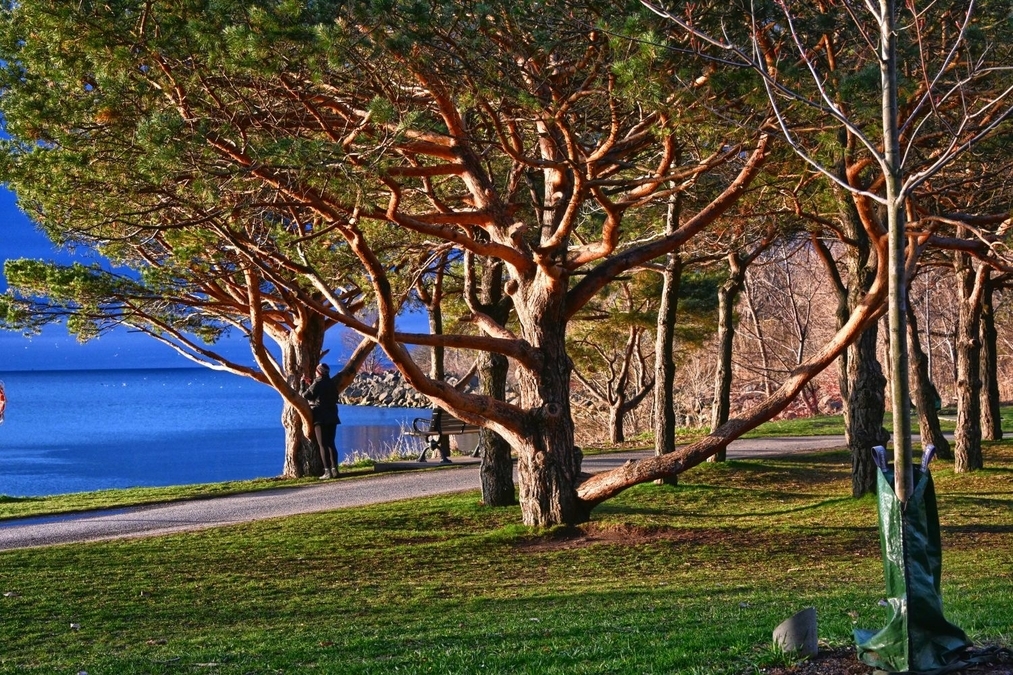 The Gnarly Pines in the morning light