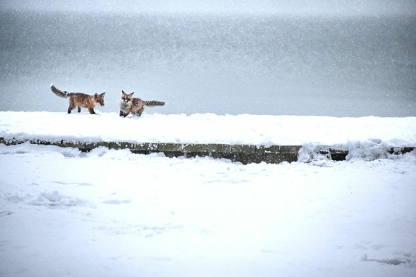 Fox kits frolicking