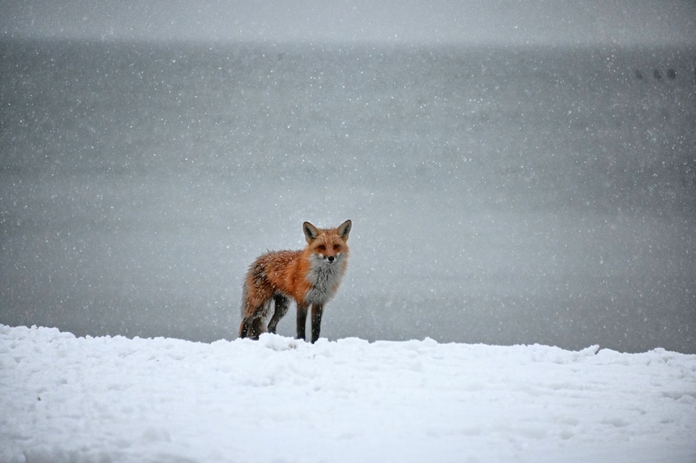 Surveying the snow