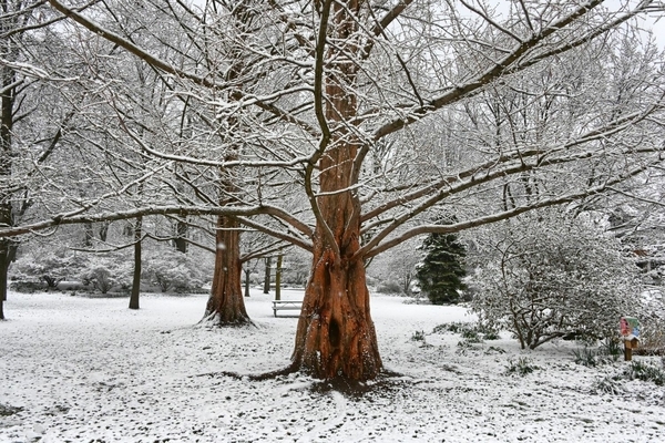 The Spooky Tree in Winter (AAD 9162 HDR)