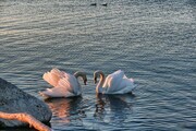 Loving pair of Swans