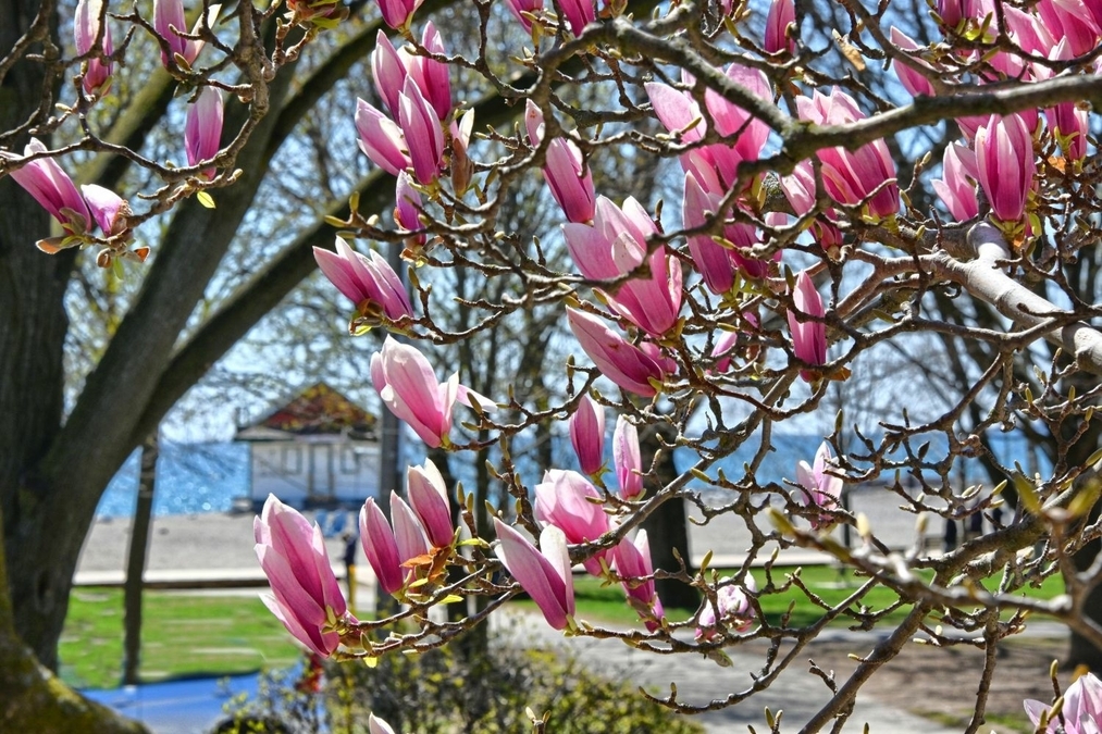 Magnolias on Leuty