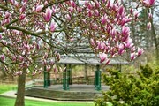 Magnolias and the Bandshell (AAD 9665)