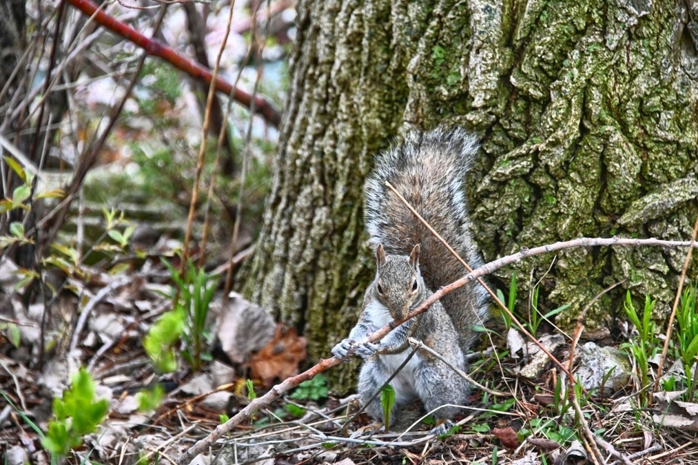 Squirell Playing a pretend flute