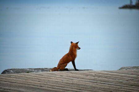 Fox on the Lookout