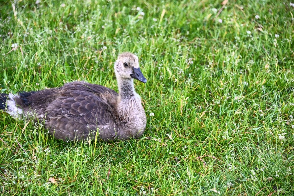 Young Canada Goose