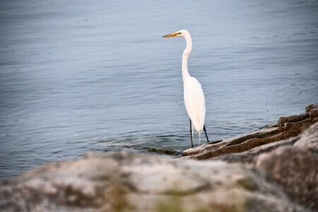 Egret on the shoreline