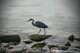 Heron searching for fish