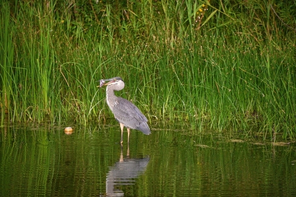 After the Catch