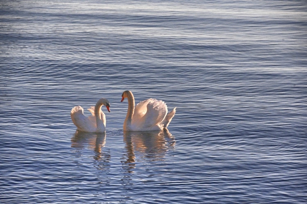 Swans in the Morning