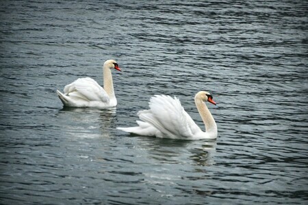 Pair of Swans preparing to oust an interuder