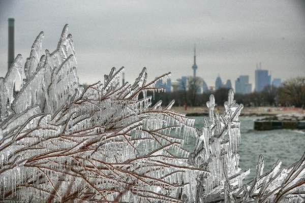 Skyline and icy branches