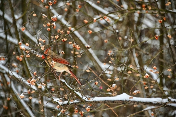 Female Cardinal eating berries