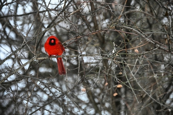 Male Cardinal Surveying his kingdom