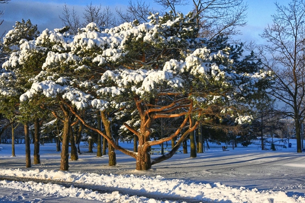 Pine Tree with a Touque