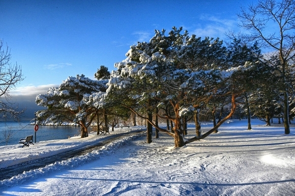 Snow on the Pines