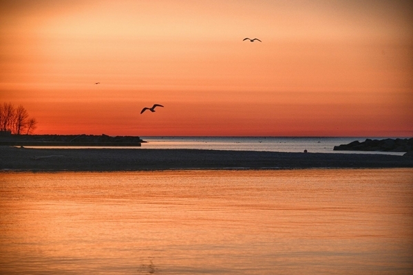 The Lonely Gull