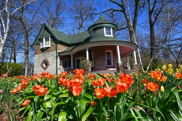 Tulips galore (AAF 2512 HDR)