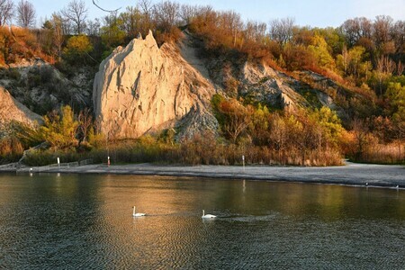 Swans at the Bluffs (AAF 2524 HDR)