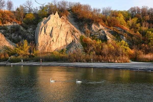 Swans at the Bluffs (AAF 2524 HDR)