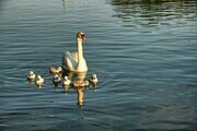 Mother Swan and her brood (AAF 3335 HDR)