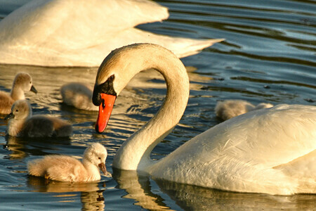 Mother and Cygnet (AAF 3362)
