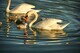 Swan love (AAF 3362 HDR)