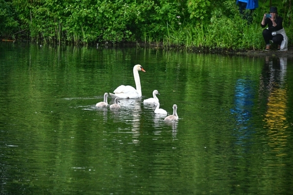 Mather Swan and the cygnets (AAF 3935 HDR)