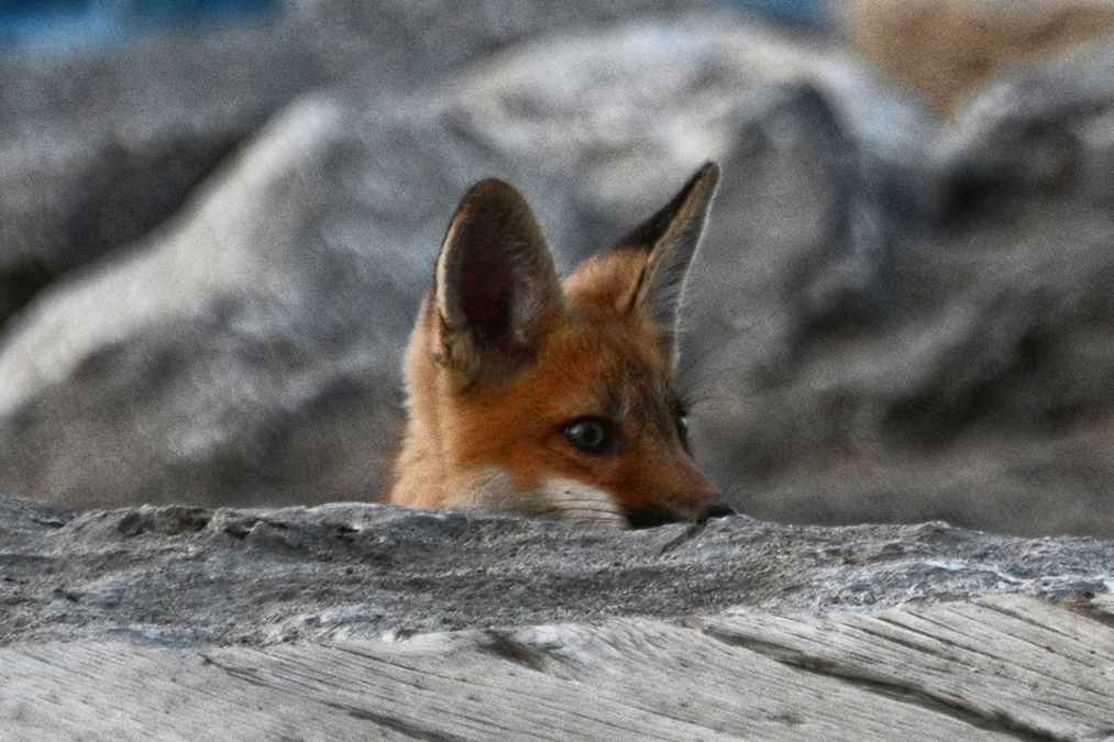 Peeking out (AAF 4456)