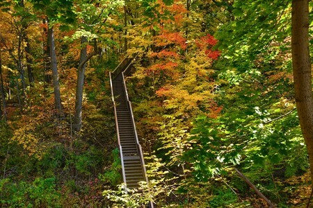 Stairway to the Trees (AAF 8212 HDR)