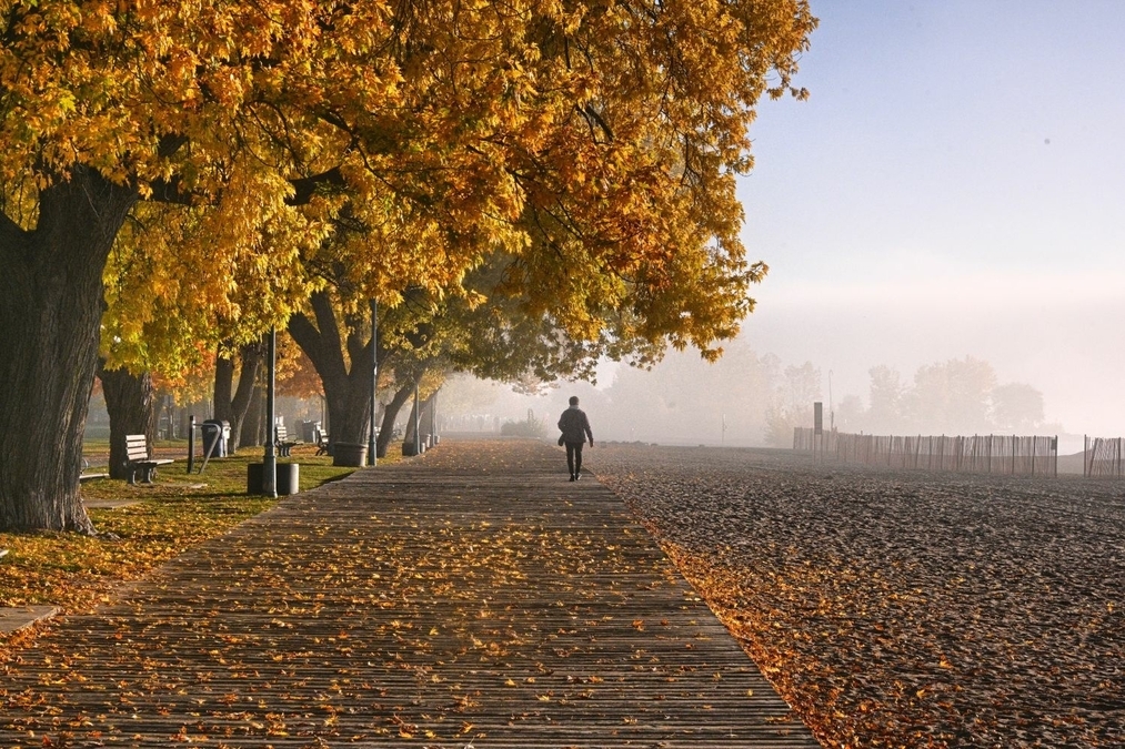 Strolling on a leafy boardwalk (AAF 8303 HDR)