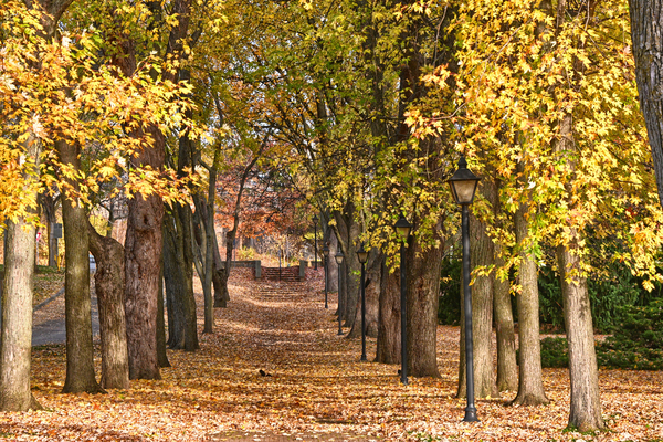 The Promenad  (AAF 8743)