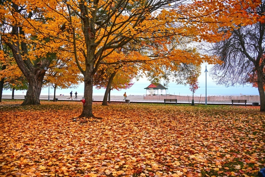 THE BLANKET OF AUTUMN LEAVES (AAG 6631)