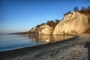 Swan at the Bluffs