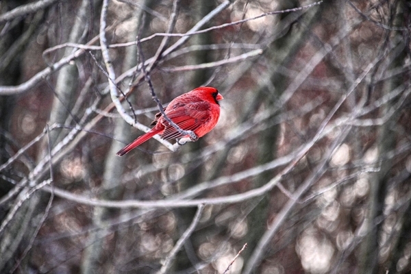 MR. CARDINAL (AAH 8654 HDR}