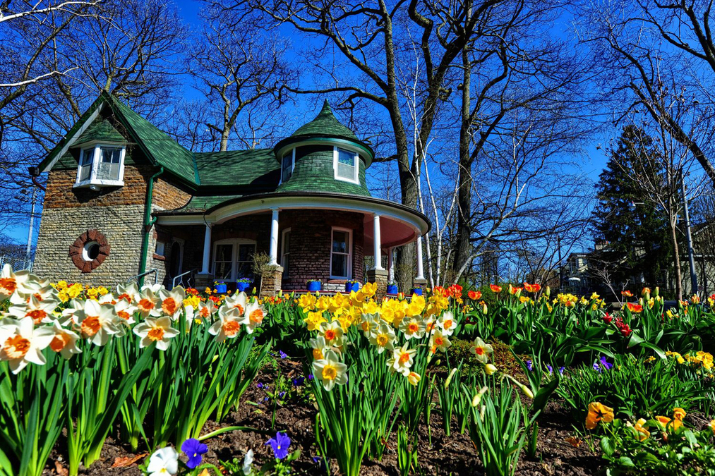 Daffodils Galore (EYB 7375)