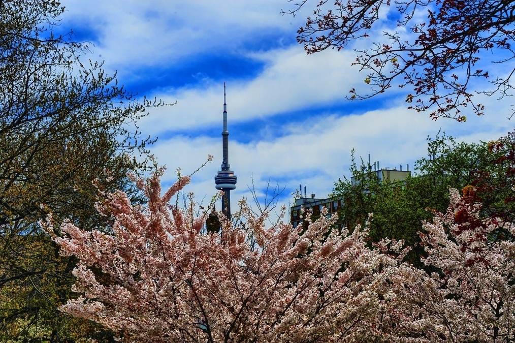 Cherry Blossoms in Trinity Bellwoods