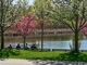 WOODBINE PARK POND (IMG 5295 HDR)