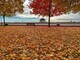Carpet of leaves (IMG 6885 HDR)
